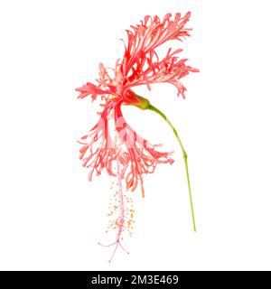 esotico tropicale rosso hibiscus schizopetalus fiore isolato su sfondo bianco Foto Stock