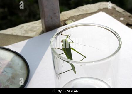 Grande cavalletta (Ruspolia nitidula) in vaso di vetro : (pix Sanjiv Shukla) Foto Stock