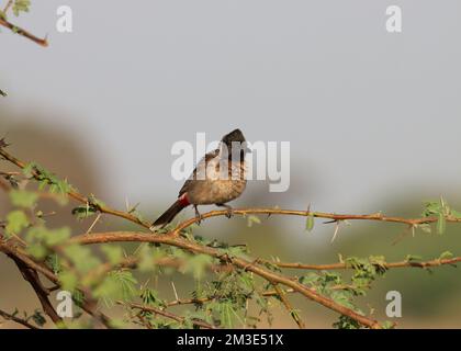 Bulbul rosso ventilato che si appicia sul ramo. Caffè Pycnonotus. Foto Stock