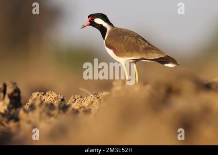 Lappone rosso wattled in piedi a terra. Vanellus indicus. Foto Stock