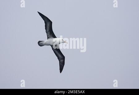 Adulto nero-browed Albatross volo sopra il cielo blu; volwassen Wenkbrauwalbatros vliegend tegen blauwe lucht Foto Stock