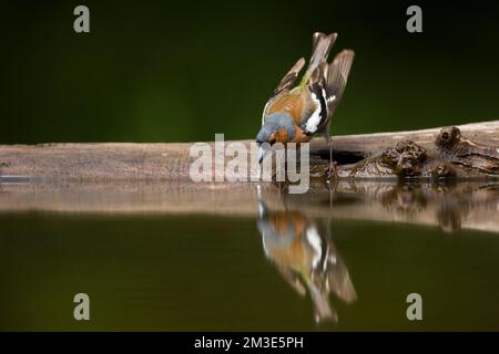 Vink mannetje drinkend; Comune fringuello potabile maschio Foto Stock