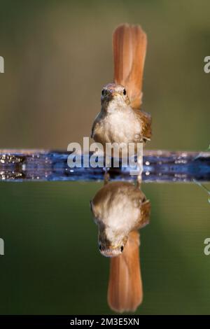 Nachtegaal staand bij de waterkant incontrato opgewipte staart; Comune Usignolo permanente al bordo dell'acqua con coda caricata Foto Stock