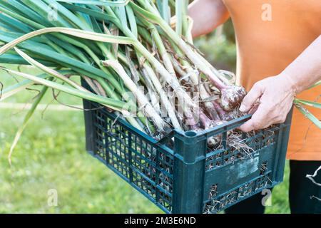 Foto ritagliata di un uomo che tiene una scatola di plastica blu piena di teste fresche non lavate di aglio con lunghe foglie verdi con grumi di fango, in piedi in giardino. Ha Foto Stock