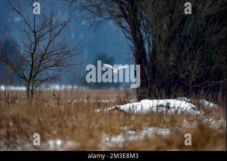 Fienile Owl Tyto alba caccia in freddo tempo nevoso su un campo aereo della seconda guerra mondiale nel Nord Norfolk. Foto Stock