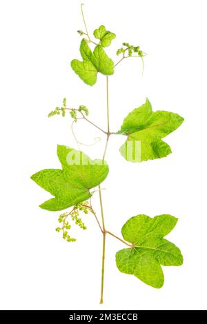 ramoscello di grapevine con foglie verdi isolato su fondo bianco Foto Stock