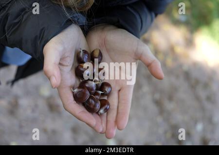 Le mani dei bambini mostrano con orgoglio le castagne raccolte Foto Stock