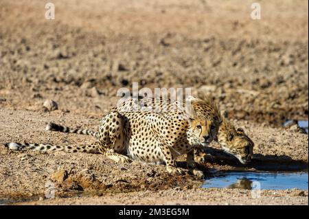 Cheetah (Acinonyx jubatus) Kgalagadi Transfrontier Park, Sudafrica Foto Stock