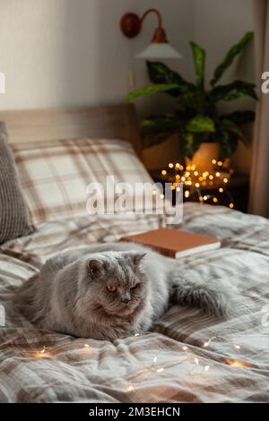un soffice gatto longhair britannico grigio rilassante sul letto in camera da letto, autunno o inverno accogliente camera da letto concetto Foto Stock
