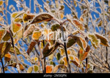 brina di bue sulle foglie di pianta in un giardino inglese, norfolk, inghilterra Foto Stock