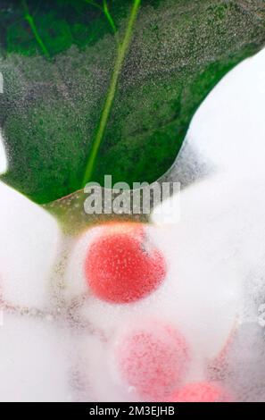 congelato in bacche agrifoglio rosso ghiaccio e foglie Foto Stock