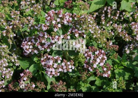 Fioritura delle piante di Oregano (Origanum vulgare). Foto Stock