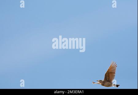 Kuifleeuwerik, comune Crested Lark, Galerida cristata Foto Stock