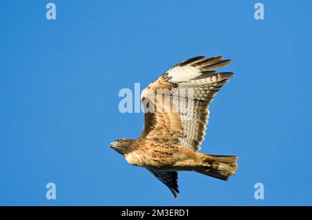 Roodstaartbuizerd, Red-tailed Hawk Foto Stock