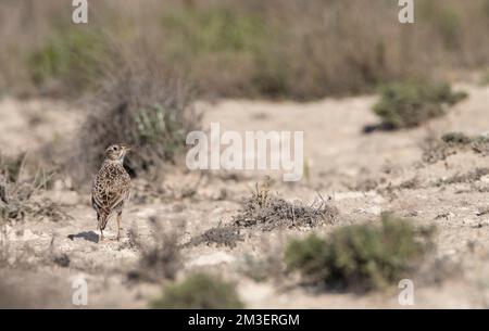 Dupont allodola (Chersophilus duponti duponti) in Spagnolo steppe. Foto Stock