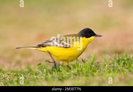 Noordse Gele Kwikstaart, grigio-headed Wagtail, Motacilla thunbergi Foto Stock