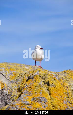 Un primo piano di un gabbiano rosso-billed arroccato su una pietra mossy, un colpo verticale Foto Stock