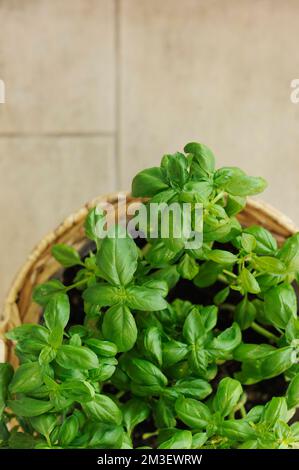 vaso di erbe basilico dall'alto Foto Stock