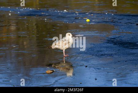 Brighton UK 15th dicembre 2022 - Un gabbiano giovanile di aringa sul ghiaccio al Queens Park stagno a Brighton come le condizioni climatiche gelide continuano in tutto il Regno Unito . : Credit Simon Dack / Alamy Live News Foto Stock