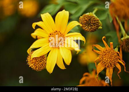 Bei fiori gialli in Thailand-Tree marigold, tournesol messicano, girasole messicano, girasole giapponese, Nitobe chrysanthemum Foto Stock