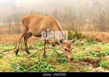 capriolo rosso femmina in cerca di cibo Foto Stock