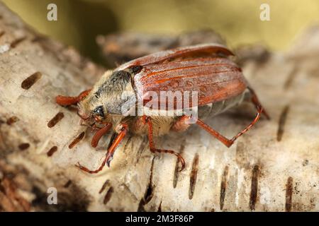Può coleetle su corteccia di betulla e su uno sfondo chiaro Foto Stock