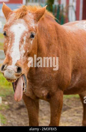 Un cavallo marrone chiaro in un cortile risata con la lingua fuori. Giorno buio, overcast. I suoi denti superiori sono visibili, e sta guardando quasi verso la telecamera. Foto Stock