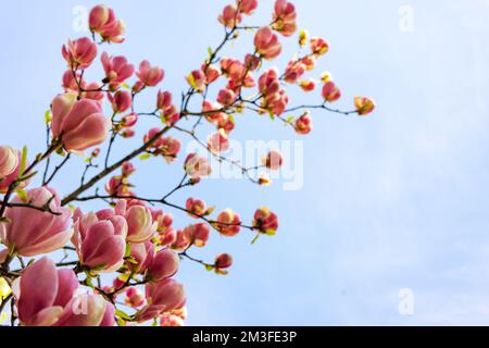 Bellissimo albero di magnolia fiorito con fiori rosa sopra il cielo blu. Primo piano magnolia fiore. Sfondo primaverile nelle giornate di sole Foto Stock