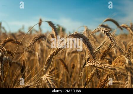 Orecchie di triticale sul campo e cielo blu, vista rurale estiva Foto Stock