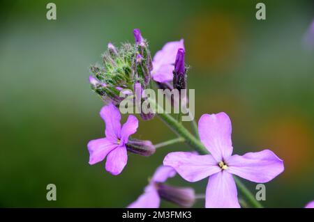 Lilic/Mauve/Purple Hesperis Matronalis (Dame's Violet) Fiori coltivati in un confine in un Giardino di campagna inglese, Lancashire, Inghilterra, Regno Unito. Foto Stock