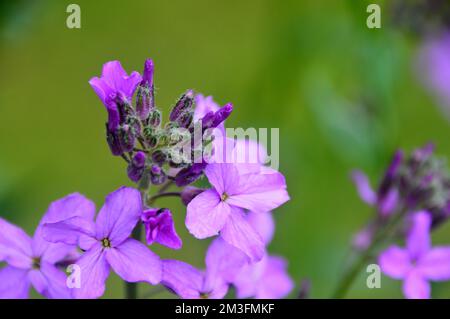 Lilic/Mauve/Purple Hesperis Matronalis (Dame's Violet) Fiori coltivati in un confine in un Giardino di campagna inglese, Lancashire, Inghilterra, Regno Unito. Foto Stock