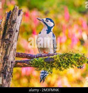 Picchio macchiato arroccato Foto Stock