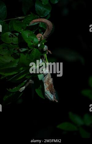 Chameleon con zampe blu - Calumma crypticum, camaleonte colorato bello dalle foreste tropicali del Madagascar, Parco Nazionale di Ranomafana, Madagascar. Foto Stock