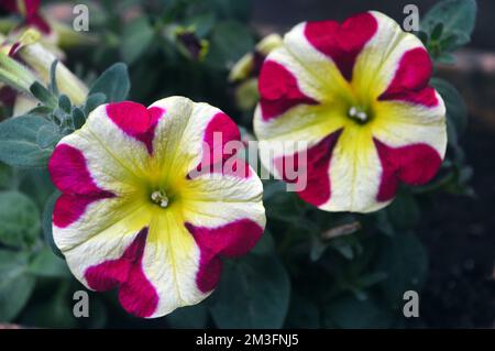 Coppia Pink/Yellow Bi-Coloured Petunia Hybida 'Amore Regina dei cuori' Fiori coltivati in un confine in un Giardino di campagna inglese, Lancashire, Inghilterra, UK. Foto Stock