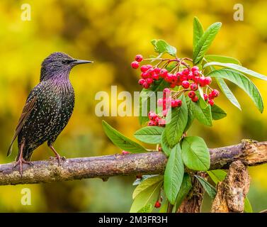 Starling eurasiatico nel Cotswolds Garden Foto Stock