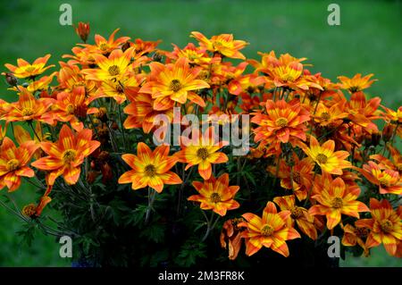 Fiori gialli e arancioni a forma di stella 'Taka Tukaa', cresciuti in un confine in un giardino di campagna inglese, Lancashire, Inghilterra, Regno Unito. Foto Stock