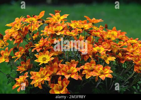 Fiori gialli e arancioni a forma di stella 'Taka Tukaa', cresciuti in un confine in un giardino di campagna inglese, Lancashire, Inghilterra, Regno Unito. Foto Stock