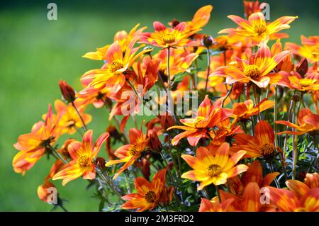 Fiori gialli e arancioni a forma di stella 'Taka Tukaa', cresciuti in un confine in un giardino di campagna inglese, Lancashire, Inghilterra, Regno Unito. Foto Stock