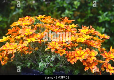 Fiori gialli e arancioni a forma di stella 'Taka Tukaa', cresciuti in un confine in un giardino di campagna inglese, Lancashire, Inghilterra, Regno Unito. Foto Stock