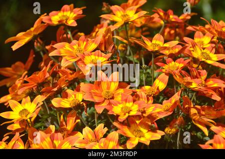 Fiori gialli e arancioni a forma di stella 'Taka Tukaa', cresciuti in un confine in un giardino di campagna inglese, Lancashire, Inghilterra, Regno Unito. Foto Stock