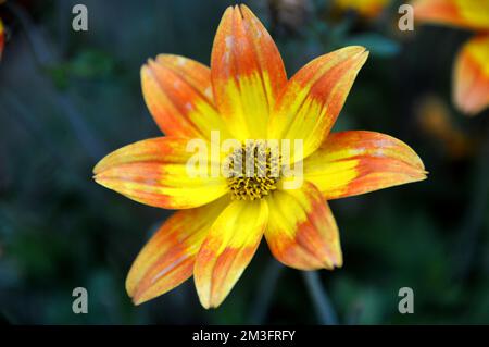 Fiori gialli e arancioni a forma di stella 'Taka Tuka' cresciuti in un confine in un Giardino di campagna inglese, Lancashire, Inghilterra, Regno Unito. Foto Stock