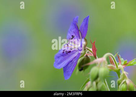 Carro di gru prato (Geranium Pratense) in fiore nelle colline Polden, Somerset, Inghilterra. Foto Stock