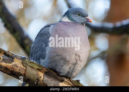 Il Wood Pigeon, il più grande della famiglia inglese di colombi, è altrettanto a casa in ambienti urbani come nelle aree rurali. In inverno formano grandi greggi Foto Stock