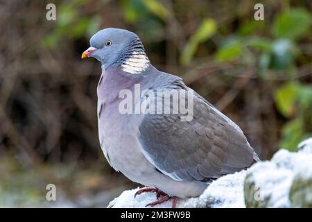 Il Wood Pigeon, il più grande della famiglia inglese di colombi, è altrettanto a casa in ambienti urbani come nelle aree rurali. In inverno formano grandi greggi Foto Stock