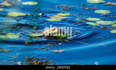 Un Muskrat nel Delta del Danubio Foto Stock