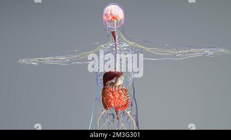 Sindrome dell'intestino irritabile (IBS), gastrite, ulcera peptica, pancreatite. Crampi dolorosi allo stomaco, pancia che soffre di grave dolore addominale, umano Foto Stock