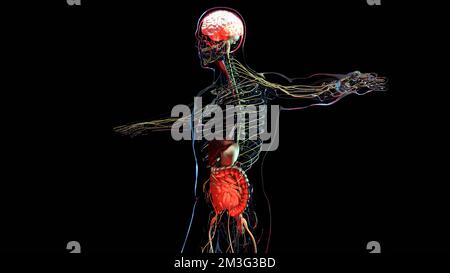 Sindrome dell'intestino irritabile (IBS), gastrite, ulcera peptica, pancreatite. Crampi dolorosi allo stomaco, pancia che soffre di grave dolore addominale, umano Foto Stock