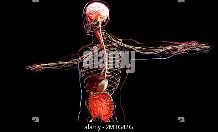 Sindrome dell'intestino irritabile (IBS), gastrite, ulcera peptica, pancreatite. Crampi dolorosi allo stomaco, pancia che soffre di grave dolore addominale, umano Foto Stock
