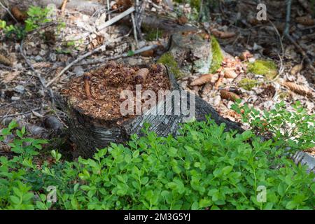 Eichhörnchen hat Fichtenzapfen, Zapfen abgenagt und die Samen gefressen, typische Fraßspur, Frass-Spur, Eichhörnchen, Sciurus vulgaris, Scoiattolo rosso, Foto Stock