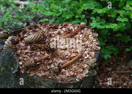 Eichhörnchen hat Fichtenzapfen, Zapfen abgenagt und die Samen gefressen, typische Fraßspur, Frass-Spur, Eichhörnchen, Sciurus vulgaris, Scoiattolo rosso, Foto Stock